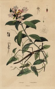 Stick insect, Proscopia granulata 1, and Victorian Christmas bush, Prostanthera lasianthos 2 作者 不明