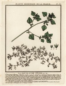 臭鹅掌楸（Chenopodium vulvaria）。 作者 未知艺术家