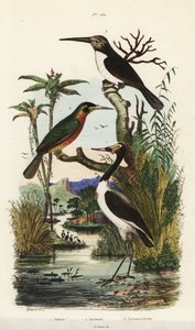 Stork, Jabiru mycteria, rufous-tailed jacamar, Galbula ruficauda and three-toed jacamar, Jacamaralcyon tridactyla 作者 不明