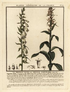 蓑衣草，Digitalis lutea。 作者 未知艺术家