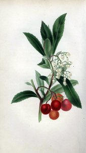 有花有果的草莓树，Arbutus unedo。丽贝卡-海夫人根据自己的 "森林之魂 "从大自然中绘制的手绘植物插图，伦敦，朗曼出版社，里斯出版社。 作者 未知艺术家