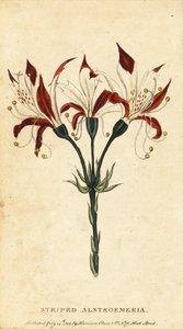 条纹六出花，六出花。 ,1800（雕刻） 作者 未知艺术家