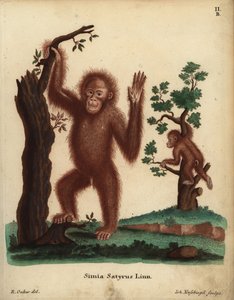 苏门答腊猩猩，Pongo abelii。极度濒危。Simia satyrus Linn.Johann Nussbiegel 根据 R. Oakes 的插图手工绘制的铜版画，插图选自 Johann Christian Daniel Schreber 的《自然动物插图》，或 Schreber 的《自然动物插图》。 作者 未知艺术家