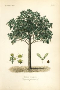 梧桐枫树, Acer pseudoplatanas, Erable sycomore 作者 不明