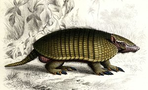 Encoubrt armadillo (Dasypus sexeinetus), edentes mammals.载于 Charles D