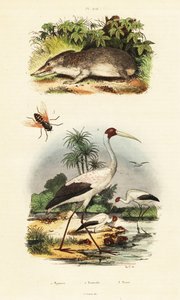 Tenrec、鹳和虻，1834-1839 年（雕刻） 作者 未知艺术家