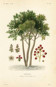 风信子或松脂树，Pistacia terebinthus, Terebinthe 作者 不明