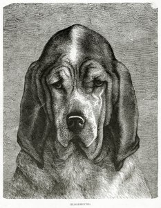 猎犬。 1902年（石版画） 作者 不明