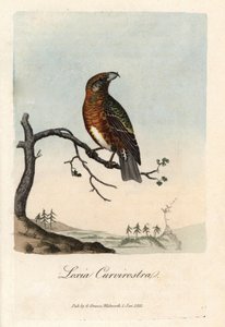 喙穿过枞树。乔治-格雷夫斯的彩色铜版画，载于《英国鸟类学》。 作者 未知艺术家