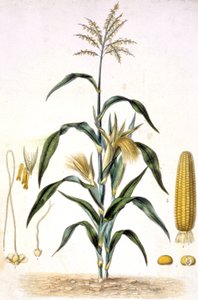 玉米，约 1880-1900 年（雕刻） 作者 未知艺术家