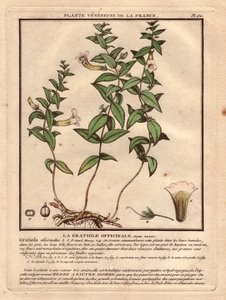 箭毒草（Gratiola officinalis）。静脉植物，描述植物、茎、叶、花和根。圣杯、雌蕊和蒴果的细节。18 世纪，《Herbier de la France》（1780-1793 年）中的 "Eau forte en couleurs"，素描、雕刻和绘图。 作者 未知艺术家