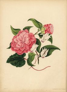 桃金娘或日本玫瑰，美是你唯一的吸引力； 波斯仙客来，差异 作者 不明