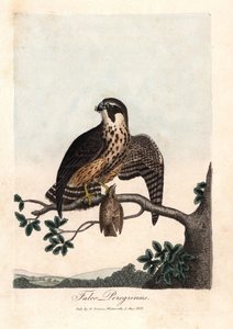 佩勒林隼乔治-格雷夫斯的彩色铜版画，载于《英国鸟类学》。 作者 未知艺术家