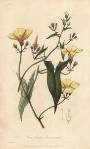 莨菪（Convolvulus scammonia）--威廉-克拉克为约翰-史蒂芬森和詹姆斯-莫尔斯-丘吉尔的《医学植物学，伦敦、爱丁堡和都柏林药用植物描述》绘制的浓水插图，由约翰-丘吉尔在伦敦出版。 作者 Unbekannter Künstler