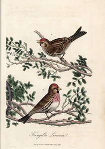 西泽林或小林雀。乔治-格雷夫斯的彩色铜版画，载于《英国鸟类学》。 作者 未知艺术家