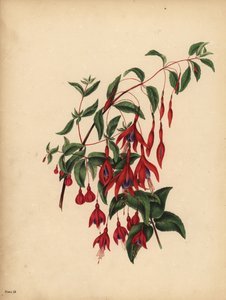 细长球状紫红色，紫红色，味觉 作者 不明