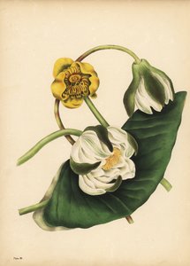 白睡莲（Nymphaea odorata）和黄睡莲（Nuphar lutea），静默 作者 不明
