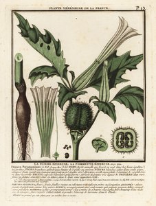 刺苹果，Datura stramonium。 作者 未知艺术家
