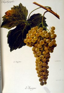 法国《葡萄栽培（酿酒葡萄的栽培）概论》扉页 1905 年 作者 未知艺术家