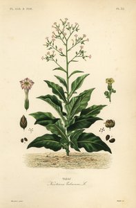 烟草植物，Nicotiana tabacum, Tabac 作者 不明
