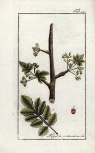 Tomentose 或 tacamac 树胶（Elaphrium tomentosum）。约翰内斯-佐恩（Johannes Zorn，1739-1799 年）"Afbeelding der Artseny-Gewassen "中的石版画，荷兰 作者 未知艺术家