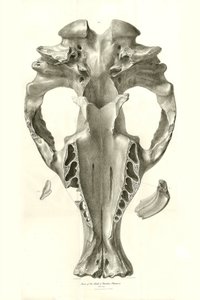 Toxodon Crane 是查尔斯-达尔文在乘坐比格尔号进行探索时在乌拉圭蒙得维的亚附近发现的一种史前动物。由菲茨罗伊船长于 1832 年至 1836 年指挥的比格尔号航程的动物学》（The Zoology of the voyage of H.M.S. Beagle under the command of Captain Fitzroy during the years 1832 to 1836），经编辑和出版。 作者 未知艺术家
