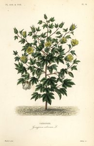 树棉，Gossypium arboreum, Cotoninier 作者 不明