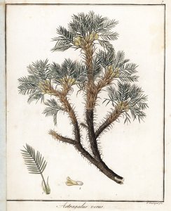真黄芪--F. Guimpel 的石版画，摘自 Friedrich Gottlob Haynes（1763-1832 年）的《医学植物学》，柏林 作者 未知艺术家