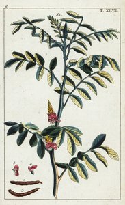 真靛蓝，Indigoferatinctoria。 作者 未知艺术家