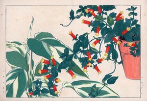 花盆中的双色曼尼提和箭草。花盆中的爆竹藤（Manettia bicolor）和箭毒草（Maranta arundinacea）。谷上弘南的《西洋植物画册》中的手绘木刻版画。 作者 未知艺术家