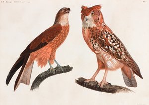 两幅彩色鸟类插图 作者 不明