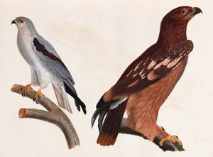 两种鸟类的彩色插图 作者 不明