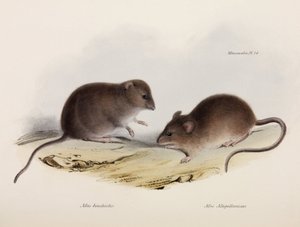 两种类型的老鼠，南美，约1832-1836年 作者 不明