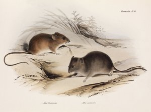 两种类型的老鼠，南美，约1832-1836年 作者 不明