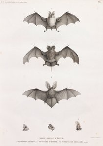 埃及蝙蝠的种类 作者 不明