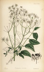 直立的处女花房，铁线莲（铁线莲直立）。亨利-索尔比（Henry Sowerby）根据爱德华-汉密尔顿（Edward Hamilton）的《植物顺势疗法》（Flora Homeopathica）绘制的手绘石版画，Bailliere，伦敦 作者 未知艺术家