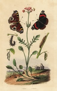 缬草，缬草 1，孔雀蝴蝶，阿格莱 io 2，红海军上将，凡妮莎亚特兰大 3 作者 不明