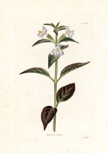 Variete de mimule--乔治-库克为英国杂志《Conrad Loddiges》（1738-1826 年）绘制的石版画 作者 未知艺术家
