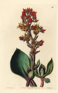 美洲多肉植物箭毒的变种 - 尖叶箭毒，Echeveria acutifolia。乔治-巴克利（George Barclay）根据莎拉-德雷克（Sarah Drake）小姐的插图绘制的手工彩色铜版画，该插图出自约翰-林德利（John Lindley）编辑的《爱德华兹植物志》（Edwards