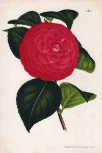 名为 Marchesa Davia 的杂交骆驼花变种（Camellia japonica, Thea japonica），红色花朵上有深红色脉络。P.de Pannemaeker 创作的色版画，1880 年左右在根特（比利时）出版，载于 Jean Linden 的《园艺插图》（1）。 作者 未知艺术家