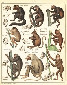 猿类的变种。1841年（石版画） 作者 未知艺术家