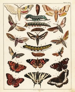 蝴蝶、飞蛾等的种类，1841 年（石版画） 作者 未知艺术家