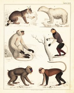 哺乳动物的种类。 ,1842（石版画） 作者 未知艺术家