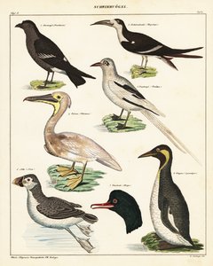 海鸟的种类。 ,1841（石版画） 作者 未知艺术家