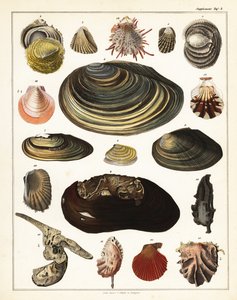 各种贝壳、软体动物，1841 年（石版画） 作者 未知艺术家