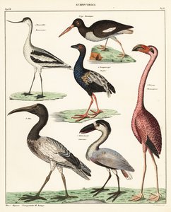涉水鸟的种类。1841年（石版画） 作者 未知艺术家