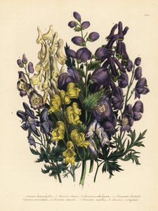 变叶僧帽草（Aconitum heterophyllum）、黄僧帽草（A. anthora）、浅黄僧帽草（A. ochroleucumum）、喀尔巴阡紫狼尾草（Carpathian purple wolfsbane）、慌张僧帽草（A. paniculatum）、A. versicolor、普通僧帽草（A. napellus）和 A. variegatum。手掌 作者 未知艺术家
