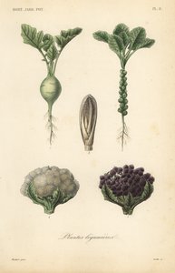 蔬菜, 蔬菜植物 作者 不明