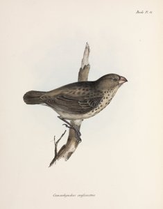 素食雀，加拉帕戈斯群岛，约1832-1836年 作者 不明