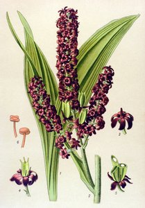 静脉植物（有毒）黑马鞭草（Veratrum nigrum） 作者 未知艺术家